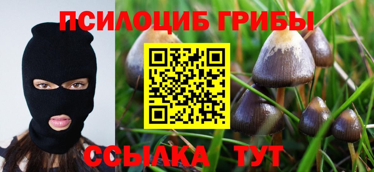 Псилоцибиновые грибы Cubensis Карачаевск